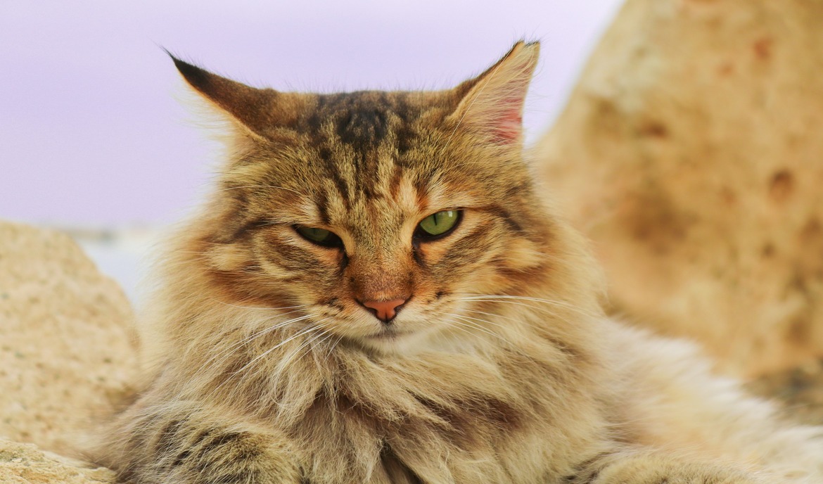 A német hosszúszőrű: macskaeledel és fajta portré